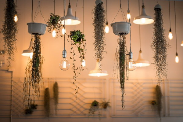 Vijf natuur in huis tips – Hangplanten en hanglampen collectie (Foto Pexels, Pixabay.com  op DroomHome.nl)