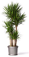 Kamerplant van de Maand Maart 2011: Plant Yucca en Yucca Verzorging Tips (DroomHome.nl) 