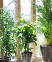 Woonplant De Palm - Plantenverzorging Tips voor de Palm (Foto Flowercouncil  op DroomHome.nl)