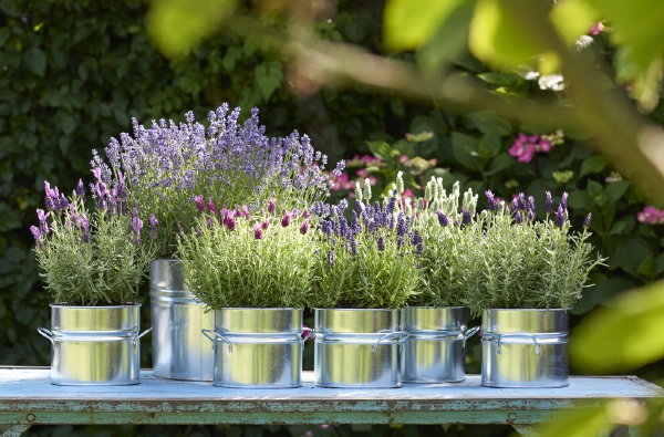 Balkonplant van het jaar 2018: Lavendel, met plantverzorging tips. (Foto Mooiwatplantendoen.nl  op DroomHome.nl)