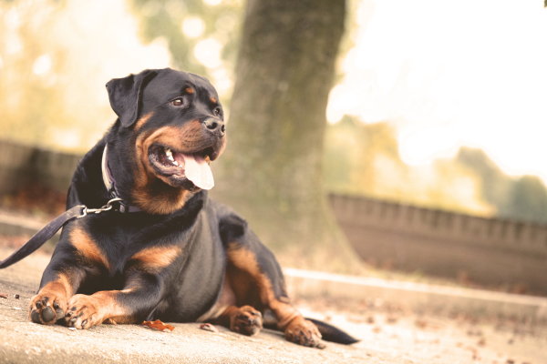 4 Manieren om inbrekers af te schrikken - camerabeveiliging, rolluiken, verlichting en een hond. (Foto Pixabay.com, Stocksnap  op DroomHome.nl)