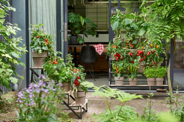 Tuinplanten van de maand mei: groenteplanten tomaat, paprika, peper en komkommer – MEER Tuinplanten inspiratie… (Foto Mooiwatplantendoen.nl  op DroomHome.nl)