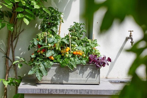 Tuinplanten van de maand mei: groenteplanten tomaat, paprika, peper en komkommer kweken in pot (Foto Mooiwatplantendoen.nl  op DroomHome.nl)