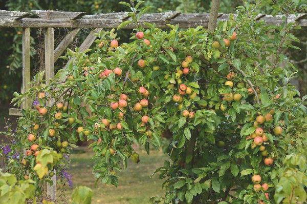 Een appelboom in je eigen tuin! Welke appelboom ga je kiezen? (Foto Congerdesign, Pixabay  op DroomHome.nl)