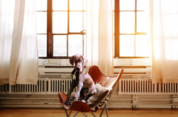 5 Tips voor stressvrij verhuizen van je huisdieren als hond en kat – MEER Huisdieren inspiratie… (Foto Pixabay.com, SarahRichterArt  op DroomHome.nl)
