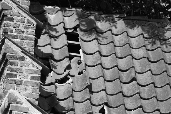 Ongedierte en insecten preventie tips voor lente en zomer op dak en in de zolderkamers (Foto Pixabay.com, Steenml  op DroomHome.nl)