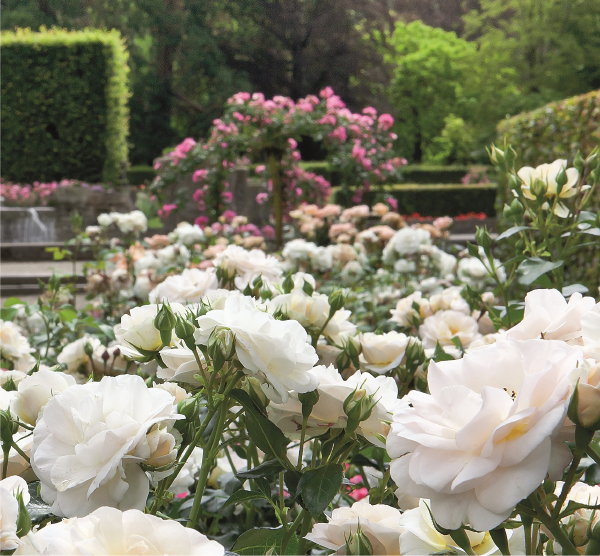 Kant en klare tuinrozen – Roos Rosa Sirius – MEER Tuinplanten inspiratie (Foto Tantau  op DroomHome.nl)