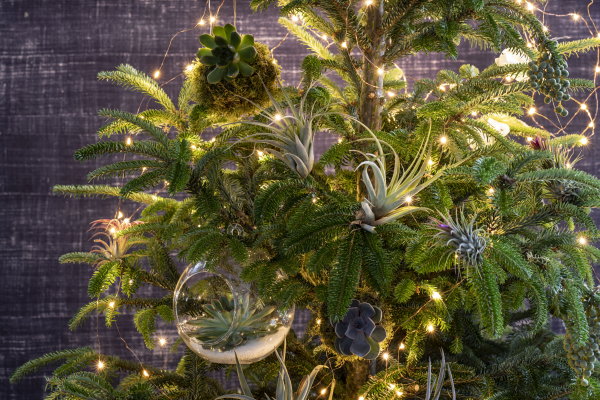 Intratuin kersttrend 2018: Go Green met planten als kerstdecoratie (Foto Intratuin, Louis Lemaire  op DroomHome.nl)