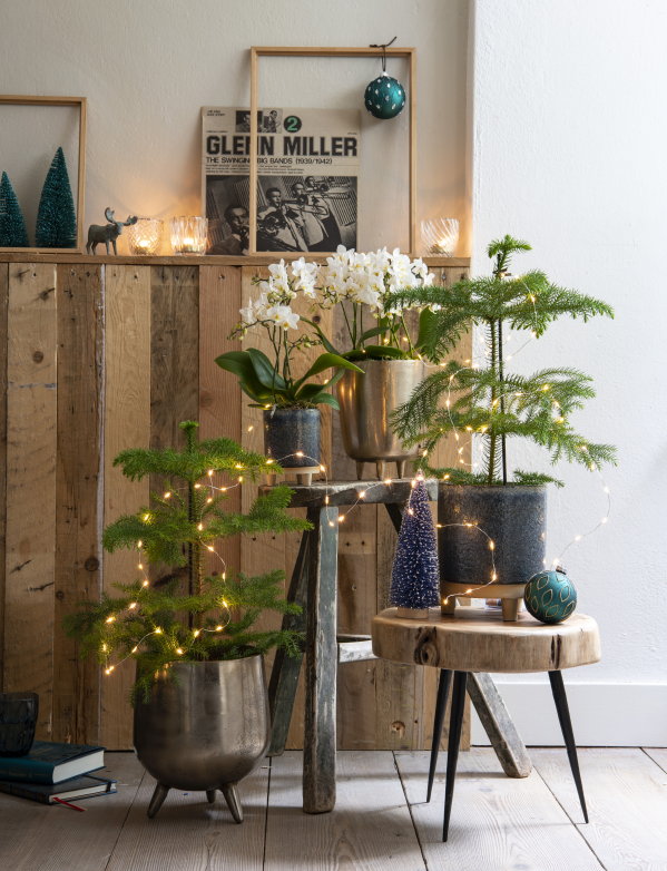 Kersttrend 2019 Mystic Nature – Natuurlijke kerstdecoratie met kerstboompjes en Rhipsalis plant met kerstversiering in de kerstkleuren: wit, blauw en turquoise (Foto Louis Lemaire, Intratuin  op DroomHome.nl)