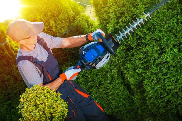 Trips en trucs: hoe maak je de tuin nazomer klaar – Snoeien van bomen en planten met een elektrische heggenschaar . (Foto 123rf.com  op DroomHome.nl)