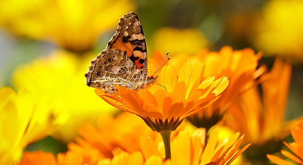 Gezellige tuin tips: kleurrijke bloeiende planten die bijen en vlinders aantrekken (Foto Pixabay.com, DonVikro  op DroomHome.nl)