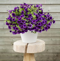 Balkonplant van het Jaar 2013: Mini-Petunia - MEER... (Foto MooiwatpLantendoen.nl  op DroomHome.nl)