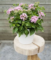 Terrasplant van het Jaar 2013: Pentas - MEER... (Foto Mooiwatplantendoen.nl  op DroomHome.nl)