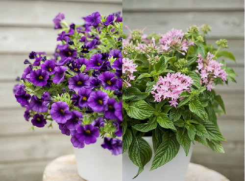 Balkonplant van het Jaar 2013: Mini-Petunia & terrasplant van het Jaar 2013: Pentas - MEER Balkon & terras Planten ... (Foto MooiWatPlantenDoen.nl  op DroomHome.nl)