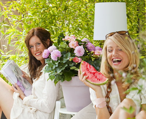 Tuin, Balkon & terras Planten - Bloeiende Bollen voor Buitenkamer - Dahlia's & Begonia's Planten als Bloeiende Bollen - MEER Tuinplanten ... (Foto MooiWatPlantenDoen.nl  op DroomHome.nl)