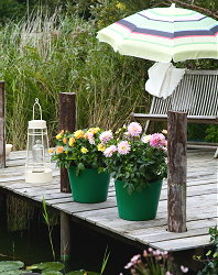 Tuin, Balkon & Terras Planten - Bloeiende Bollen voor Buitenkamer - Dahlia's & Begonia's in Potten - MEER Planten .... (Foto MooiWatPlantenDoen.nl)