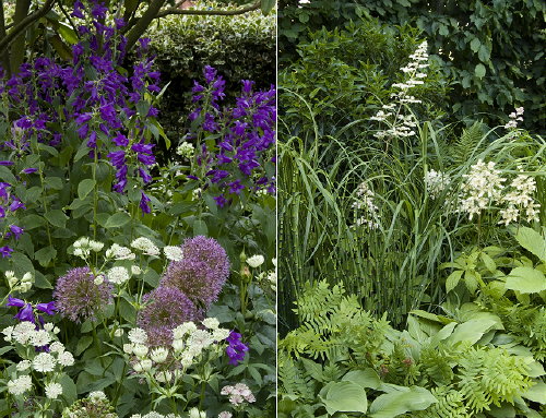 Tuintrend - Tuinontwerp Be Happy Garden - Natuurlijke Tuin met Tuinplanten: Astrantia, Allium & Campanula . MEER ... (Foto Perscentrum Tuinen  op DroomHome.nl)