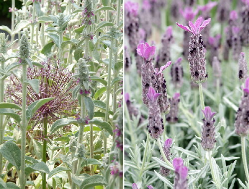 Tuintrend - Tuinontwerp Let Me Glow Garden - Strakke Tuin Beplanting met Grijs Groene Planten & Bomen. MEER Tuinplanten... (Foto Lavendel & Ezelsoor, Perscentrum Tuinen  op DroomHome.nl)