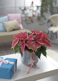 Kerststerdag: Kerstster Online Bestellen! Geef een Kerstster Plant & Poinsettia Cadeau! De Kerstster is in Vele Kleuren (Rode, Witte en Roze Kerststerren) & Maten Verkrijgbaar! Kerstster Cadeau Geven en Online Bestellen LEES MEER… (Foto Stars for Europe Kerstster  op DroomHome.nl)