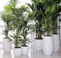 Kamerplant van de Maand Januari: Kentia Palm, Woonplant Howea & Plantenverzorging (Foto BBH  op DroomHome.nl)