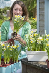 Lentebloeier van het Jaar 2014: Narcis Topolino! Voorjaar Plant: Potnarcis Verplanten voor Buiten op Terras, Balkon & in de Tuin Plant MEER Planten … (Foto Narcis Topolino, MooiWatPlantenDoen.nl  op DroomHome.nl)