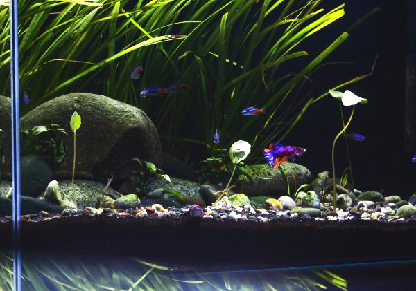 Aquarium in huis: aquascaping  (Foto: Christian Ang, Unsplash  op DroomHome.nl)