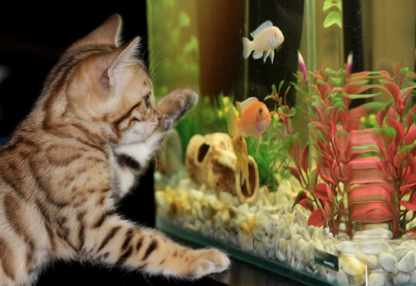 Aquarium in huis tips (Foto: Irina Kukuts, Pixabay  op DroomHome.nl)