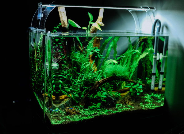 Aquarium in huis: aquariumverlichting – led verlichting  (Foto: Huy Phan, Unsplash  op DroomHome.nl)
