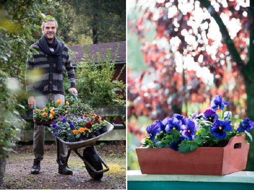 Happy Herfst met Terras & Balkon Planten! Kleurrijke Violen Vrolijken de Buitenkamer op in het Najaar! – MEER Terras & Balkon Planten (Foto MooiWatPlantenDoen.nl  op DroomHome.nl)
