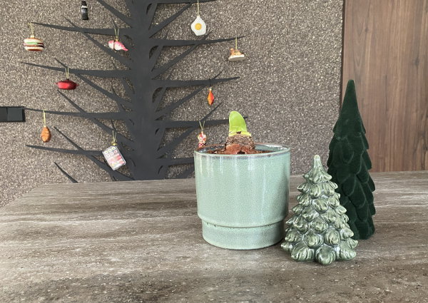 Bloomon cadeau geven: Amaryllis in groene keramieken pot (Foto: DroomHome.nl)
