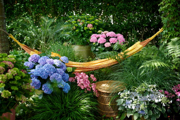 Hortensia, kleurrijke plant met waterbesparende tips! (Foto: Hydrangeaworld.com)