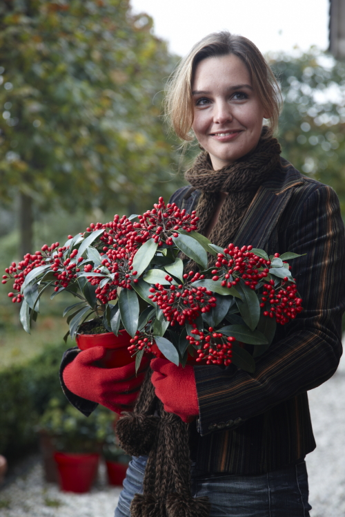 Tuinplant van de Maand September: Skimmia - Skimmia Boeit Elk Seizoen - Skimmia Plant Verzorging Tips & Rode Besjes Kerstdecoratie (Foto MooiWatPlantenDoen  op DroomHome.nl) 