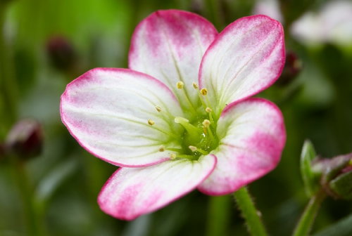 Tuinplant van de Maand Maart: Aubrieta & Saxifrage! – Muurbloemen: Steengoed – Wit met Roze Saxifrage Plant  (Foto Mooiwatplantendoen.nl  op DroomHome.nl)