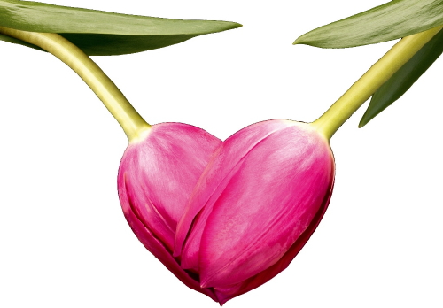 Valentijnsdag: Zeg het met Tulpen! - Tulpen Bloemen Favoriet Valentijnscadeau! MEER Valentijnsdag... (Foto Mooiwatbloemendoen.nl   op DroomHome.nl)