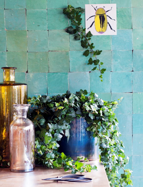 Woonplant van de maand April 2015: Klimop, Hedera! Hedera verzorging Tips in Planten & Interieur Trend: Unexpected Wild (Foto Mooiwatplantendoen.nl Klimop  op DroomHome.nl) 