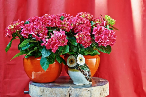 Interieur & Planten Tips: Hortensia, Kleurrijke Kamerplant met Hortensia Verzorging Tips - MEER Woonplanten Inspiratie.. (Foto Hydrangeaworld.com  op DroomHome.nl)