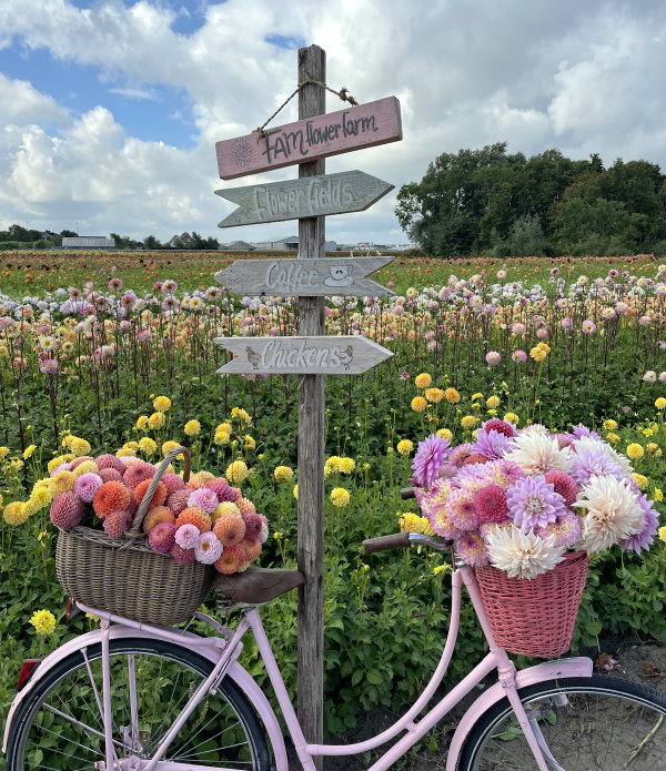 Dahlia planten en bloemen (Foto: FAM Flower Farm  op DroomHome.nl)