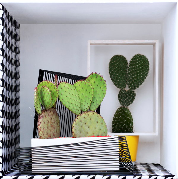 Interieur Styling met Cactus - Woonplant van de Maand Augustus met Cactus Verzorging Tips. (Foto: Mooiwatplantendoen.nl  op DroomHome.nl)