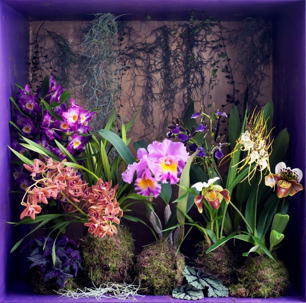 Woonplant van de Maand November: Bijzondere Orchideeën met Orchidee Verzorgingstips - MEER Kamerplanten... (Foto Mooiwatplantendoen.nl  op DroomHome.nl)