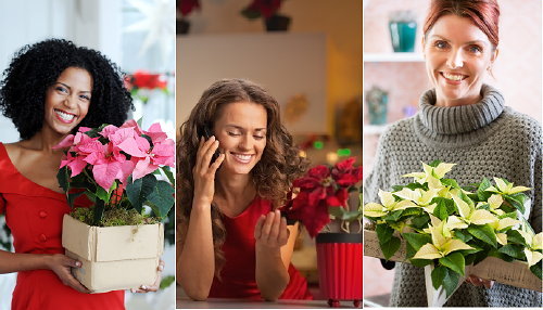 Kerststerdag : Geef een Kerstster Plant Cadeau op 12 December - Kerstster Online Bestellen! Geef een Kerstster Plant & Poinsettia Cadeau! LEES MEER… (Foto Kerststerdag.nl  op DroomHome.nl)