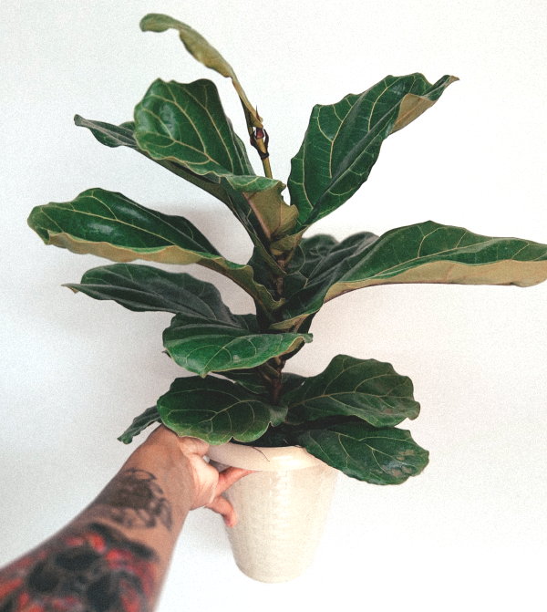 Leuke kamerplant – Tabaksplant, Ficus Lyrata plant (Foto: Orione Conceicao, Pexels  op DroomHome.nl)