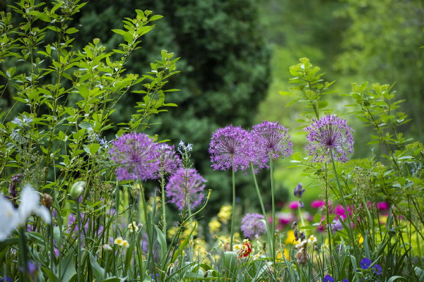 De 5 voordelen van tuinplanten! (Foto: Erda Estremera, Unsplash  op DroomHome.nl)