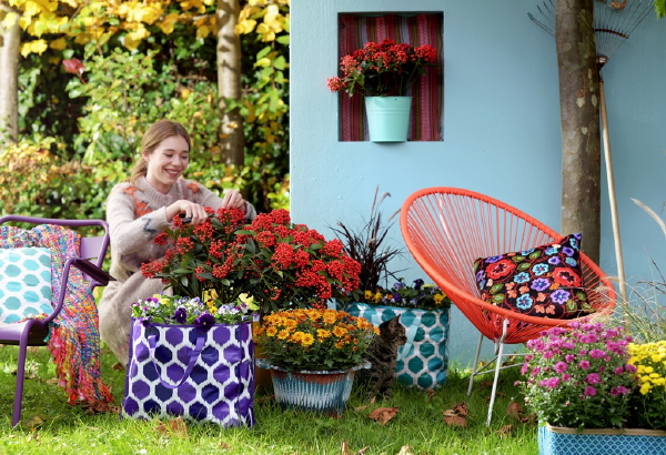 Herfst Tuintrend 2016: Energieke Combinatie - Skimmia’s, Chrysanten en Violen in Drukke Contrasterende Planten Potten. (Foto Mooiwatplantendoen.nl  op DroomHome.nl)