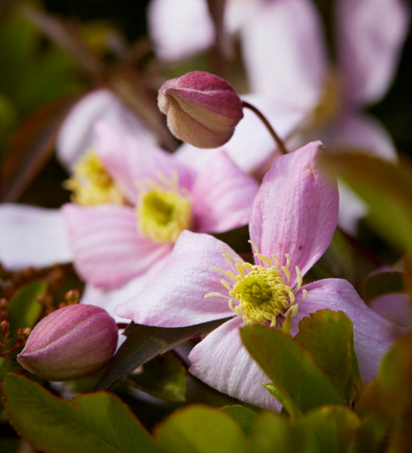Tuinplant van de Maand April: Clematis, ook wel Bosrank Genoemd – Clematis Planten Verzorging en Snoeien Tips. (Foto Mooiwatplantendoen.nl  op DroomHome.nl)