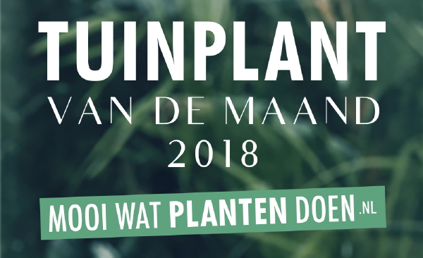 Tuinplant van de Maand 2018 Overzicht – Meer Balkon, Terras en Tuinplanten Inspiratie… (Foto Mooiwatplantendoen.nl  op DroomHome.nl)