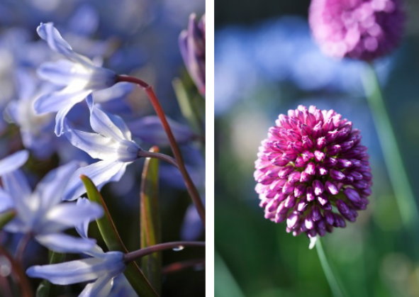 Bloembollen Planten voor een Feestelijk Voorjaar – Allium en Chionodoxa Forbesii Blue Giant (Foto Ibulb.com  op DroomHome.nl)