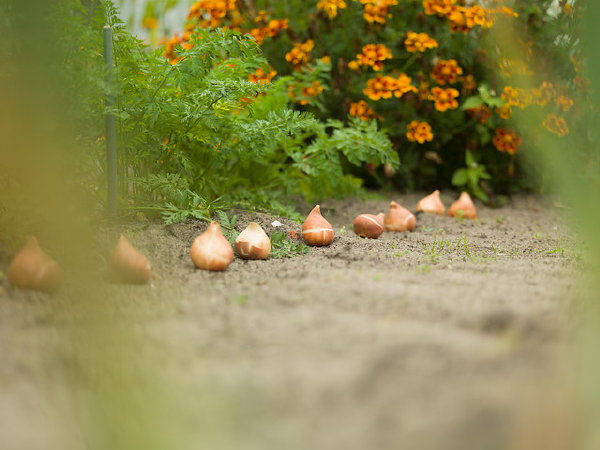 Bloembollen Planten voor een Feestelijk Voorjaar – MEER Tuinplanten… (Foto Ibulb.com  op DroomHome.nl)